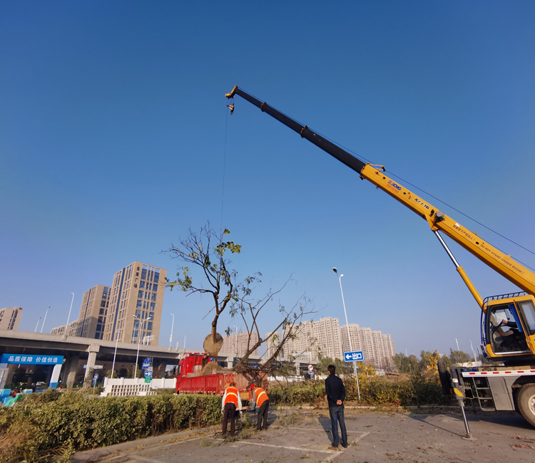 吊机上苗.jpg 吊机上苗.jpg