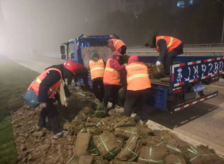 夜间下草皮.jpg 夜间下草皮.jpg