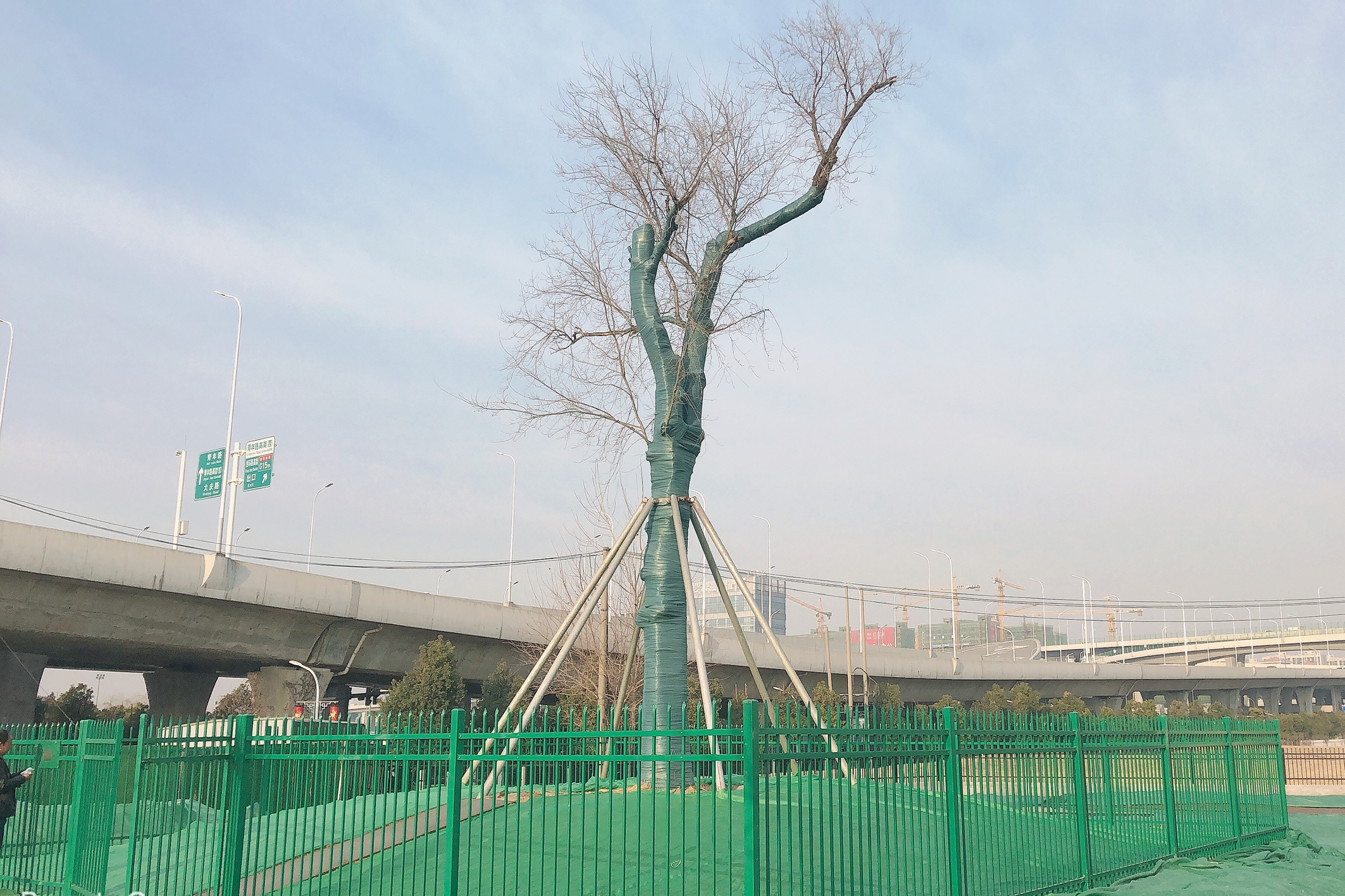 古树名木挂上“户籍”封面.jpg 古树名木挂上“户籍”封面.jpg