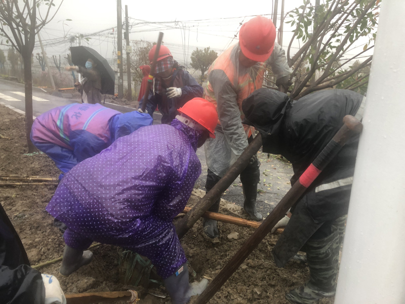 栽树修剪.jpg 栽树修剪.jpg