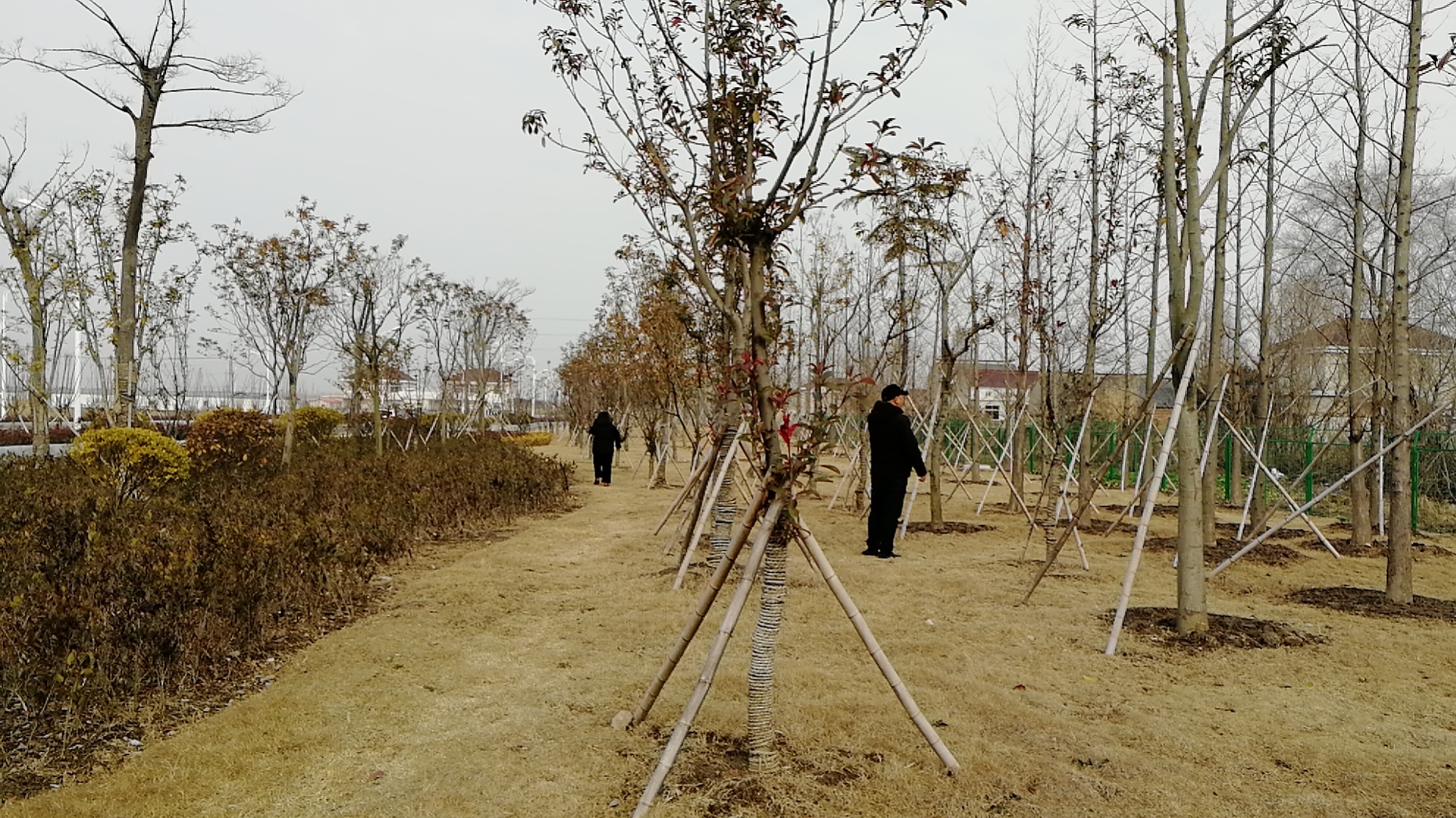 清点苗木 清点苗木