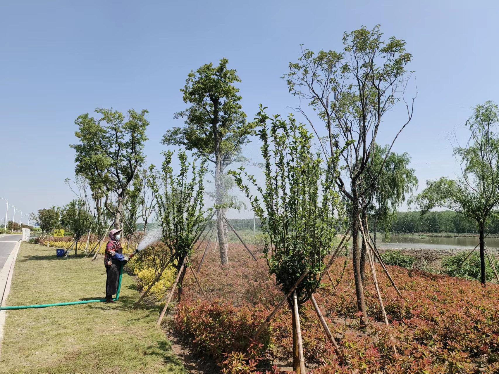 水城路北延一期绿色廊道工程 水城路北延一期绿色廊道工程