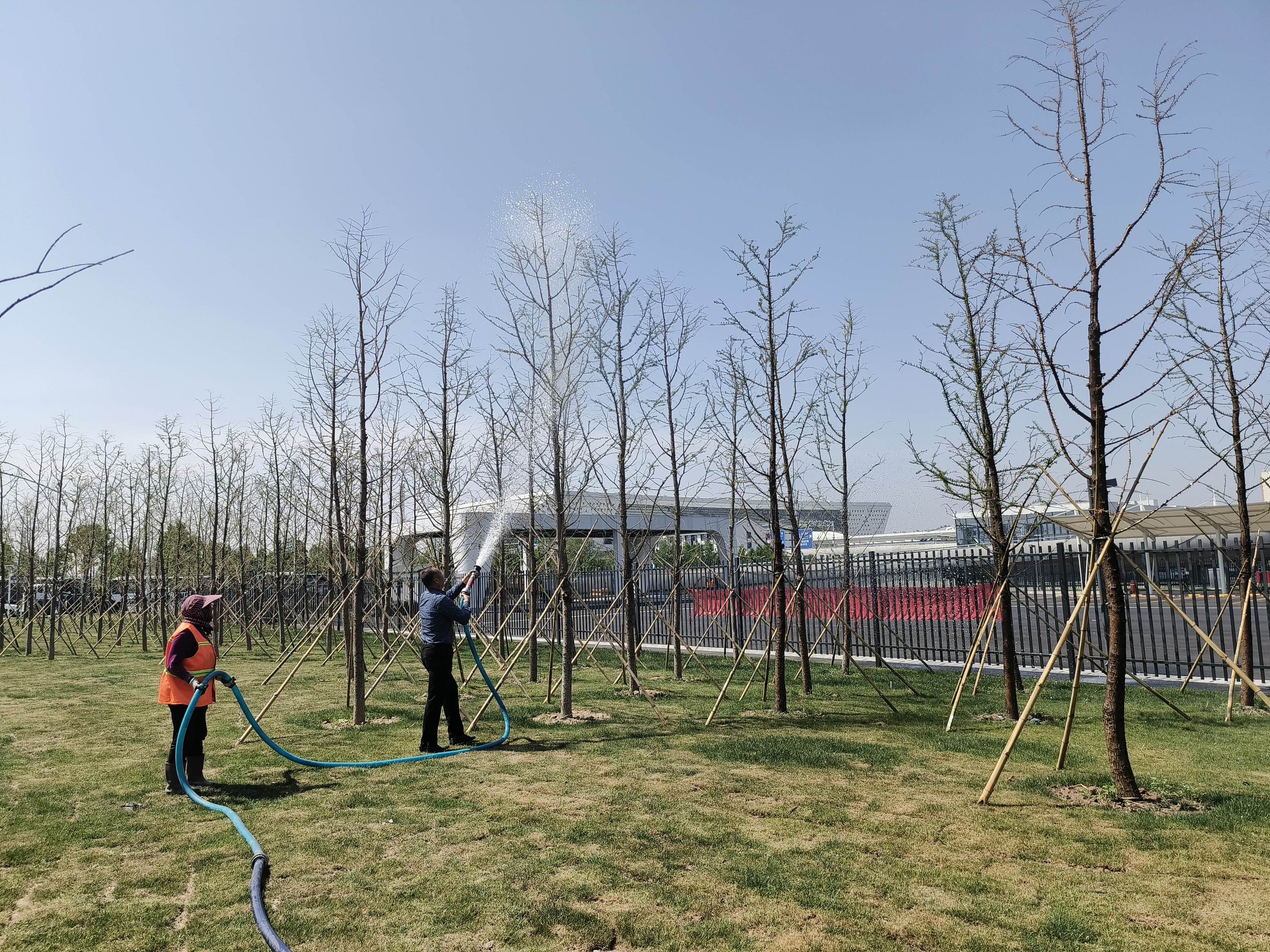 东进路与运河路交叉口西北角绿化工程 东进路与运河路交叉口西北角绿化工程