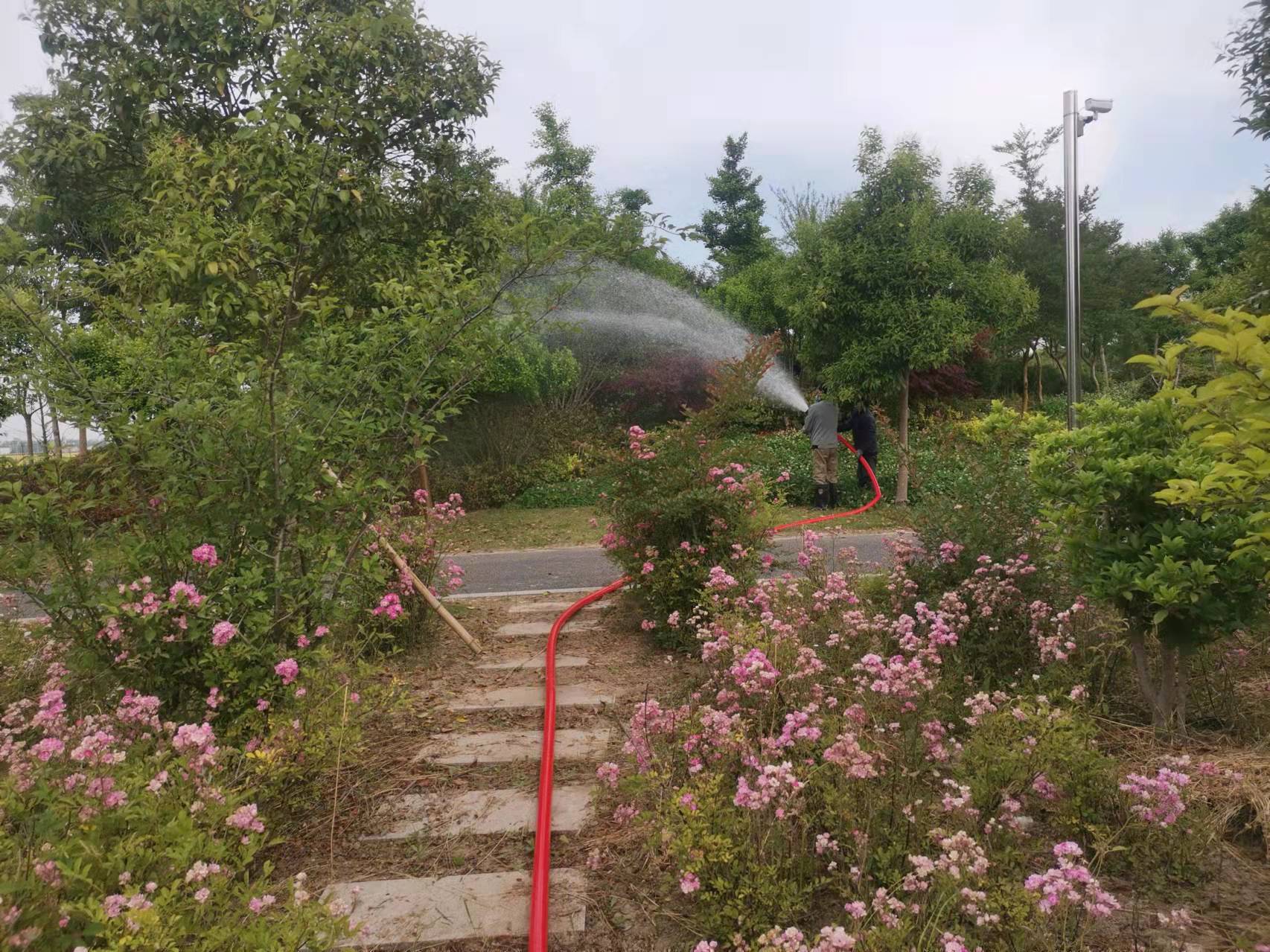 G228大丰服务区绿化养护及植保工程 G228大丰服务区绿化养护及植保工程