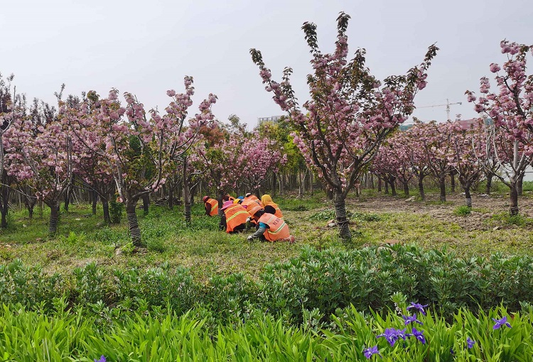 除草.jpg 除草.jpg