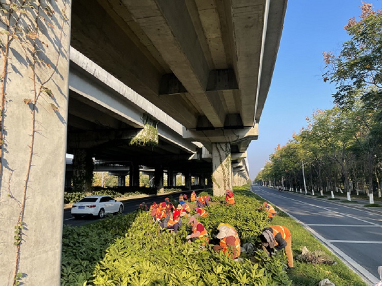 西环路补植麦冬2.jpg 西环路补植麦冬2.jpg