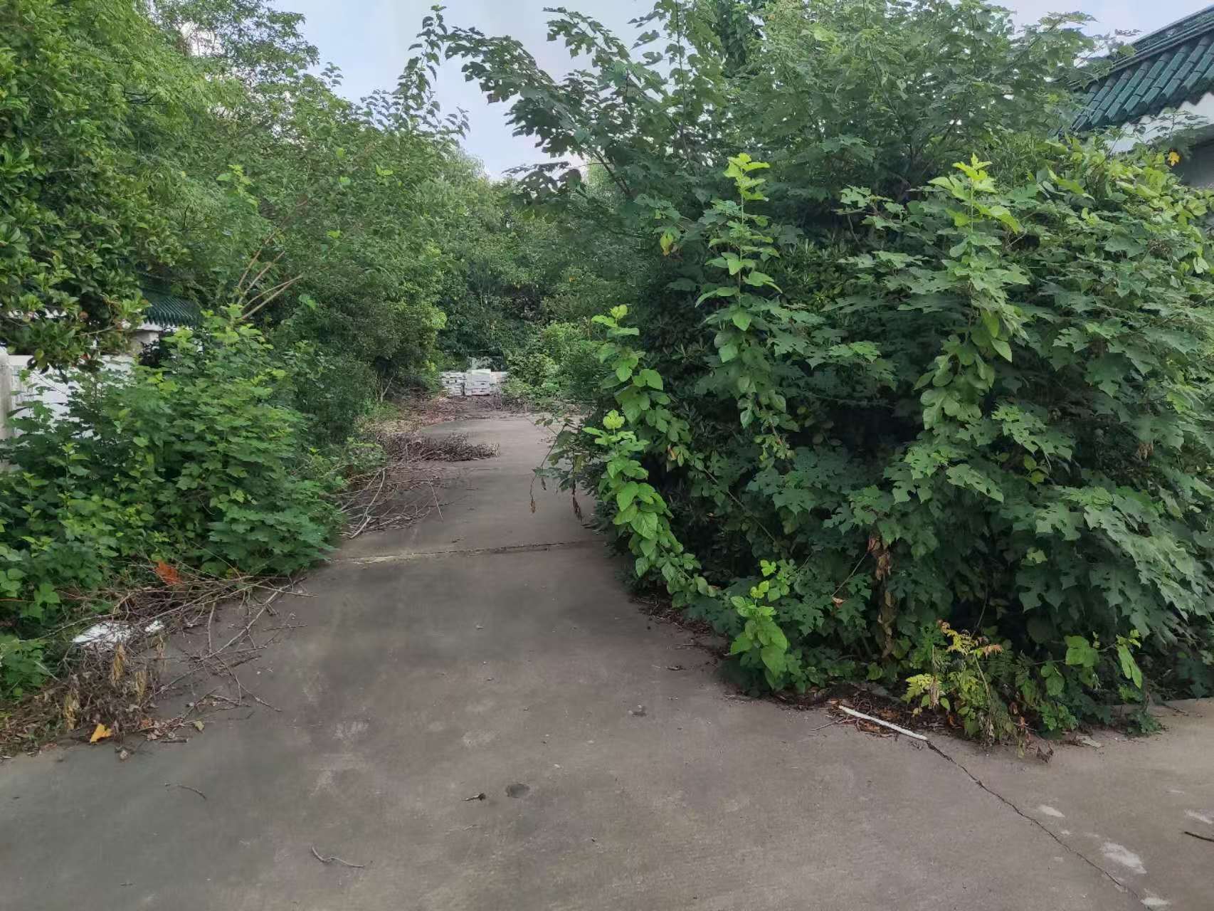 西侧小院2.jpg 西侧小院2.jpg